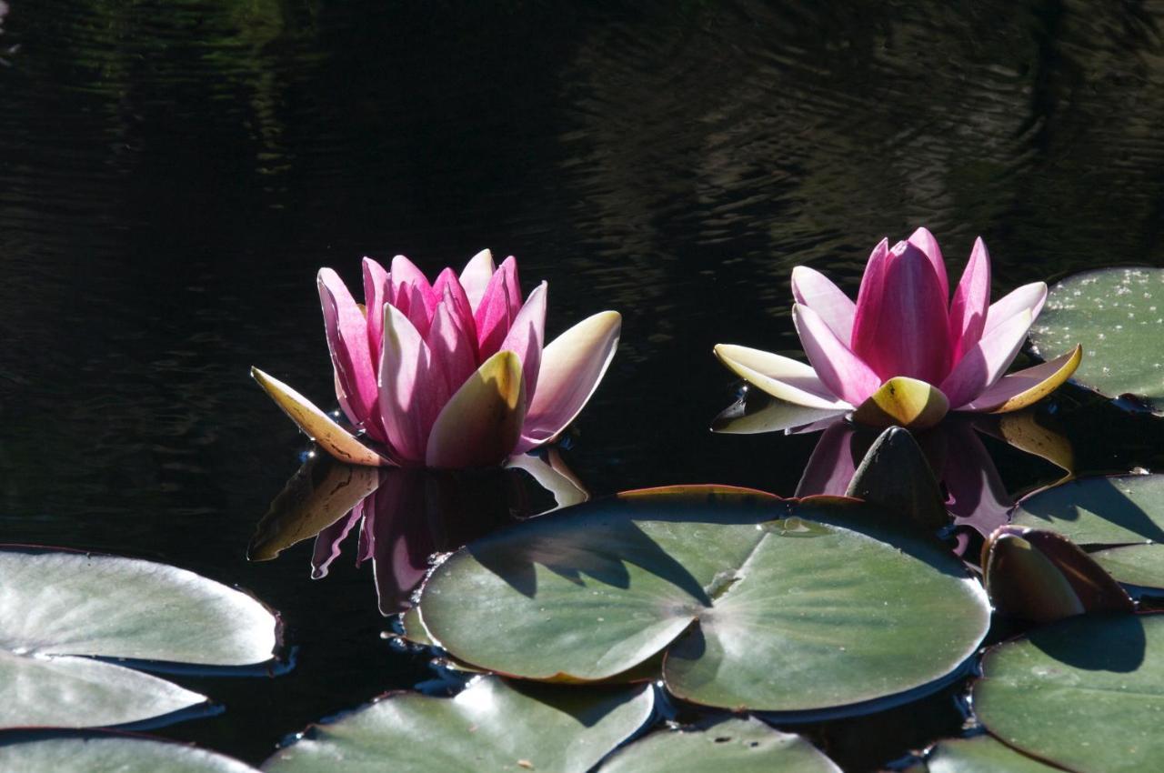 Wetherly Inn & Spa Ganges Zewnętrze zdjęcie